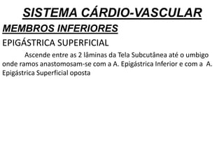 SISTEMA CÁRDIO-VASCULAR
MEMBROS INFERIORES
EPIGÁSTRICA SUPERFICIAL
Ascende entre as 2 lâminas da Tela Subcutânea até o umbigo
onde ramos anastomosam-se com a A. Epigástrica Inferior e com a A.
Epigástrica Superficial oposta
 