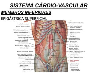 SISTEMA CÁRDIO-VASCULAR
MEMBROS INFERIORES
EPIGÁSTRICA SUPERFICIAL
 