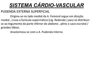 SISTEMA CÁRDIO-VASCULAR
PUDENDA EXTERNA SUPERFICIAL
Origina-se no lado medial da A. Femoral segue em direção
medial , cruza o funículo espermático (Lig. Redondo ) para se distribuir-
se ao tegumento da parte inferior do abdome , pênis e saco escrotal /
grandes lábios.
Anastomosa-se com a A. Pudenda Interna
 