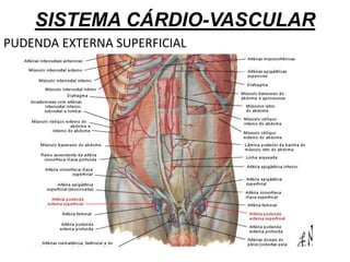 SISTEMA CÁRDIO-VASCULAR
PUDENDA EXTERNA SUPERFICIAL
 