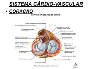 SISTEMA CÁRDIO-VASCULAR
• CORAÇÃO
 