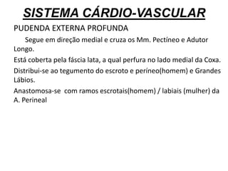 SISTEMA CÁRDIO-VASCULAR
PUDENDA EXTERNA PROFUNDA
Segue em direção medial e cruza os Mm. Pectíneo e Adutor
Longo.
Está coberta pela fáscia lata, a qual perfura no lado medial da Coxa.
Distribui-se ao tegumento do escroto e períneo(homem) e Grandes
Lábios.
Anastomosa-se com ramos escrotais(homem) / labiais (mulher) da
A. Perineal
 