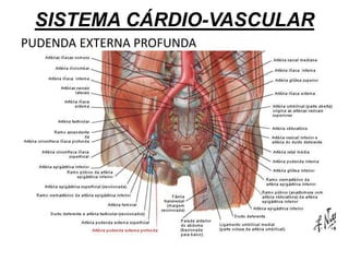 SISTEMA CÁRDIO-VASCULAR
PUDENDA EXTERNA PROFUNDA
 