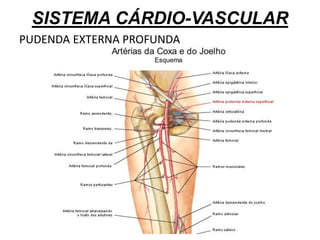 SISTEMA CÁRDIO-VASCULAR
PUDENDA EXTERNA PROFUNDA
 