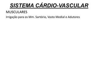 SISTEMA CÁRDIO-VASCULAR
MUSCULARES
Irrigação para os Mm. Sartório, Vasto Medial e Adutores
 