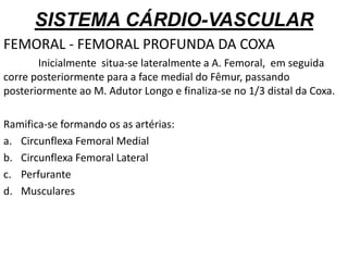 SISTEMA CÁRDIO-VASCULAR
FEMORAL - FEMORAL PROFUNDA DA COXA
Inicialmente situa-se lateralmente a A. Femoral, em seguida
corre posteriormente para a face medial do Fêmur, passando
posteriormente ao M. Adutor Longo e finaliza-se no 1/3 distal da Coxa.
Ramifica-se formando os as artérias:
a. Circunflexa Femoral Medial
b. Circunflexa Femoral Lateral
c. Perfurante
d. Musculares
 