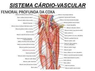 SISTEMA CÁRDIO-VASCULAR
FEMORAL PROFUNDA DA COXA
 