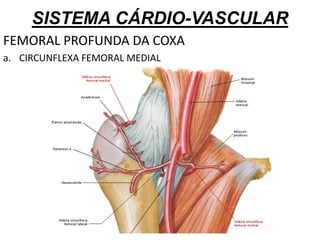 SISTEMA CÁRDIO-VASCULAR
FEMORAL PROFUNDA DA COXA
a. CIRCUNFLEXA FEMORAL MEDIAL
 