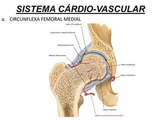 SISTEMA CÁRDIO-VASCULAR
a. CIRCUNFLEXA FEMORAL MEDIAL
 