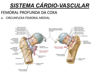 SISTEMA CÁRDIO-VASCULAR
FEMORAL PROFUNDA DA COXA
a. CIRCUNFLEXA FEMORAL MEDIAL
 