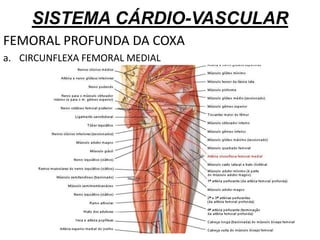 SISTEMA CÁRDIO-VASCULAR
FEMORAL PROFUNDA DA COXA
a. CIRCUNFLEXA FEMORAL MEDIAL
 