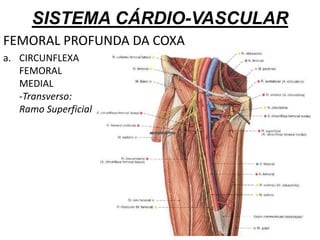 SISTEMA CÁRDIO-VASCULAR
FEMORAL PROFUNDA DA COXA
a. CIRCUNFLEXA
FEMORAL
MEDIAL
-Transverso:
Ramo Superficial
 
