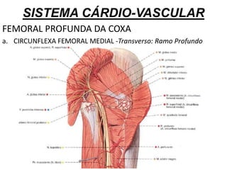 SISTEMA CÁRDIO-VASCULAR
FEMORAL PROFUNDA DA COXA
a. CIRCUNFLEXA FEMORAL MEDIAL -Transverso: Ramo Profundo
 