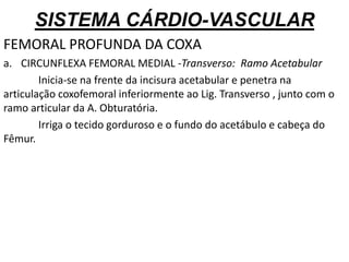 SISTEMA CÁRDIO-VASCULAR
FEMORAL PROFUNDA DA COXA
a. CIRCUNFLEXA FEMORAL MEDIAL -Transverso: Ramo Acetabular
Inicia-se na frente da incisura acetabular e penetra na
articulação coxofemoral inferiormente ao Lig. Transverso , junto com o
ramo articular da A. Obturatória.
Irriga o tecido gorduroso e o fundo do acetábulo e cabeça do
Fêmur.
 