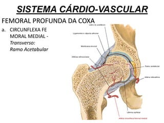 SISTEMA CÁRDIO-VASCULAR
FEMORAL PROFUNDA DA COXA
a. CIRCUNFLEXA FE
MORAL MEDIAL -
Transverso:
Ramo Acetabular
 