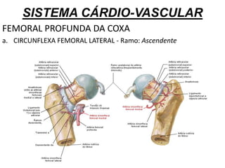 SISTEMA CÁRDIO-VASCULAR
FEMORAL PROFUNDA DA COXA
a. CIRCUNFLEXA FEMORAL LATERAL - Ramo: Ascendente
 