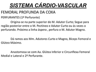 SISTEMA CÁRDIO-VASCULAR
FEMORAL PROFUNDA DA COXA
PERFURANTES (1º Perfurante)
Origina-se na parte superior do M. Adutor Curto; Segue para
região posterior entre o M. Pectíneo e Adutor Curto ou ás vezes o
perfurando. Próximo a linha áspera , perfura o M. Adutor Magno.
Dá ramos aos Mm. Adutores Curto e Magno, Bíceps Femoral e
Glúteo Máximo.
Anastomosa-se com Aa. Glútea Inferior e Circunflexa Femoral
Medial e Lateral e 2º Perfurante.
 