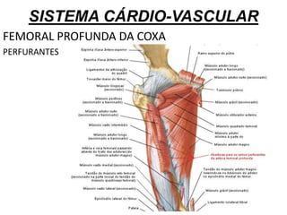 SISTEMA CÁRDIO-VASCULAR
FEMORAL PROFUNDA DA COXA
PERFURANTES
 