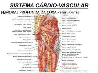 SISTEMA CÁRDIO-VASCULAR
FEMORAL PROFUNDA DA COXA - PERFURANTES
 