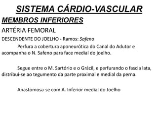 SISTEMA CÁRDIO-VASCULAR
MEMBROS INFERIORES
ARTÉRIA FEMORAL
DESCENDENTE DO JOELHO - Ramos: Safeno
Perfura a cobertura aponeurótica do Canal do Adutor e
acompanha o N. Safeno para face medial do joelho.
Segue entre o M. Sartório e o Grácil, e perfurando o fascia lata,
distribui-se ao tegumento da parte proximal e medial da perna.
Anastomosa-se com A. Inferior medial do Joelho
 