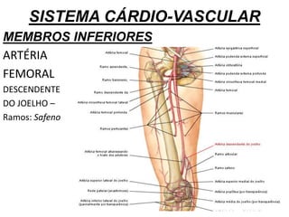 SISTEMA CÁRDIO-VASCULAR
MEMBROS INFERIORES
ARTÉRIA
FEMORAL
DESCENDENTE
DO JOELHO –
Ramos: Safeno
 