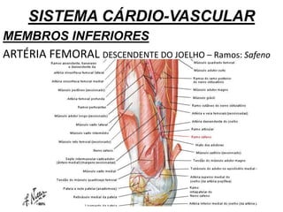 SISTEMA CÁRDIO-VASCULAR
MEMBROS INFERIORES
ARTÉRIA FEMORAL DESCENDENTE DO JOELHO – Ramos: Safeno
 