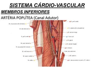 SISTEMA CÁRDIO-VASCULAR
MEMBROS INFERIORES
ARTÉRIA POPLÍTEA (Canal Adutor)
 