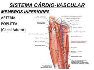 SISTEMA CÁRDIO-VASCULAR
MEMBROS INFERIORES
ARTÉRIA
POPLÍTEA
(Canal Adutor)
 
