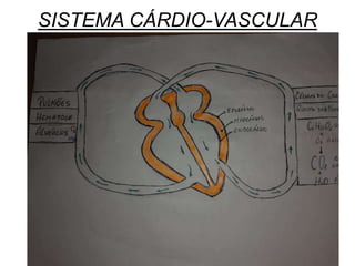 SISTEMA CÁRDIO-VASCULAR
 