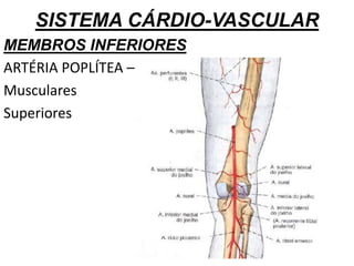 SISTEMA CÁRDIO-VASCULAR
MEMBROS INFERIORES
ARTÉRIA POPLÍTEA –
Musculares
Superiores
 
