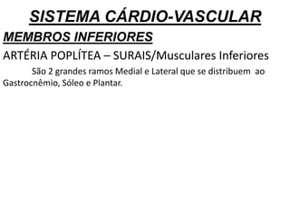 SISTEMA CÁRDIO-VASCULAR
MEMBROS INFERIORES
ARTÉRIA POPLÍTEA – SURAIS/Musculares Inferiores
São 2 grandes ramos Medial e Lateral que se distribuem ao
Gastrocnêmio, Sóleo e Plantar.
 
