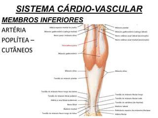 SISTEMA CÁRDIO-VASCULAR
MEMBROS INFERIORES
ARTÉRIA
POPLÍTEA –
CUTÂNEOS
 