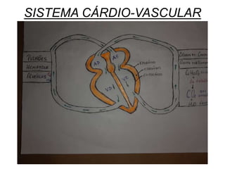 SISTEMA CÁRDIO-VASCULAR
 