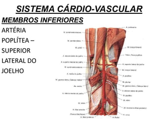 SISTEMA CÁRDIO-VASCULAR
MEMBROS INFERIORES
ARTÉRIA
POPLÍTEA –
SUPERIOR
LATERAL DO
JOELHO
 