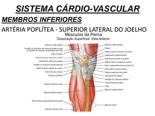 SISTEMA CÁRDIO-VASCULAR
MEMBROS INFERIORES
ARTÉRIA POPLÍTEA - SUPERIOR LATERAL DO JOELHO
 