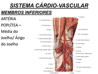 SISTEMA CÁRDIO-VASCULAR
MEMBROS INFERIORES
ARTÉRIA
POPLÍTEA –
Média do
Joelho/ Ázigo
do Joelho
 