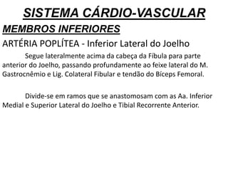 SISTEMA CÁRDIO-VASCULAR
MEMBROS INFERIORES
ARTÉRIA POPLÍTEA - Inferior Lateral do Joelho
Segue lateralmente acima da cabeça da Fíbula para parte
anterior do Joelho, passando profundamente ao feixe lateral do M.
Gastrocnêmio e Lig. Colateral Fibular e tendão do Bíceps Femoral.
Divide-se em ramos que se anastomosam com as Aa. Inferior
Medial e Superior Lateral do Joelho e Tibial Recorrente Anterior.
 