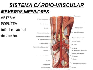 SISTEMA CÁRDIO-VASCULAR
MEMBROS INFERIORES
ARTÉRIA
POPLÍTEA –
Inferior Lateral
do Joelho
 