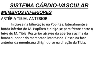 SISTEMA CÁRDIO-VASCULAR
MEMBROS INFERIORES
ARTÉRIA TIBIAL ANTERIOR
Inicia-se na bifurcação na Poplítea, lateralmente a
borda inferior do M. Poplíteo e dirige-se para frente entre o
feixe do M. Tibial Posterior através da abertura acima da
borda superior do membrana interóssea. Desce na face
anterior da membrana dirigindo-se na direção da Tíbia.
 