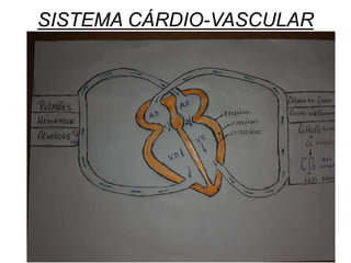 SISTEMA CÁRDIO-VASCULAR
 