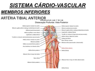 SISTEMA CÁRDIO-VASCULAR
MEMBROS INFERIORES
ARTÉRIA TIBIAL ANTERIOR
 