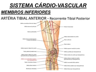SISTEMA CÁRDIO-VASCULAR
MEMBROS INFERIORES
ARTÉRIA TIBIAL ANTERIOR - Recorrente Tibial Posterior
 