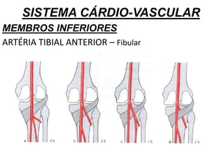 SISTEMA CÁRDIO-VASCULAR
MEMBROS INFERIORES
ARTÉRIA TIBIAL ANTERIOR – Fibular
 