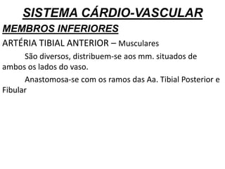 SISTEMA CÁRDIO-VASCULAR
MEMBROS INFERIORES
ARTÉRIA TIBIAL ANTERIOR – Musculares
São diversos, distribuem-se aos mm. situados de
ambos os lados do vaso.
Anastomosa-se com os ramos das Aa. Tibial Posterior e
Fibular
 