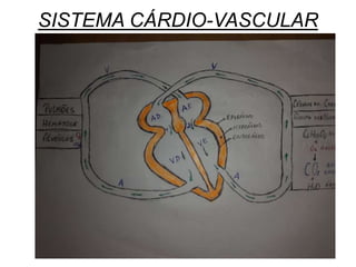 SISTEMA CÁRDIO-VASCULAR
 