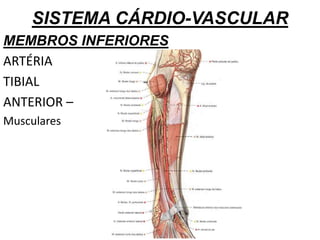 SISTEMA CÁRDIO-VASCULAR
MEMBROS INFERIORES
ARTÉRIA
TIBIAL
ANTERIOR –
Musculares
 