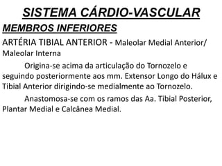 SISTEMA CÁRDIO-VASCULAR
MEMBROS INFERIORES
ARTÉRIA TIBIAL ANTERIOR - Maleolar Medial Anterior/
Maleolar Interna
Origina-se acima da articulação do Tornozelo e
seguindo posteriormente aos mm. Extensor Longo do Hálux e
Tibial Anterior dirigindo-se medialmente ao Tornozelo.
Anastomosa-se com os ramos das Aa. Tibial Posterior,
Plantar Medial e Calcânea Medial.
 