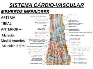 SISTEMA CÁRDIO-VASCULAR
MEMBROS INFERIORES
ARTÉRIA
TIBIAL
ANTERIOR –
Maleolar
Medial Anterior/
Maleolar Interna
 