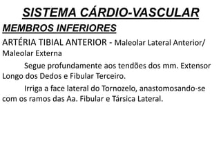 SISTEMA CÁRDIO-VASCULAR
MEMBROS INFERIORES
ARTÉRIA TIBIAL ANTERIOR - Maleolar Lateral Anterior/
Maleolar Externa
Segue profundamente aos tendões dos mm. Extensor
Longo dos Dedos e Fibular Terceiro.
Irriga a face lateral do Tornozelo, anastomosando-se
com os ramos das Aa. Fibular e Társica Lateral.
 