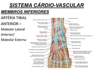 SISTEMA CÁRDIO-VASCULAR
MEMBROS INFERIORES
ARTÉRIA TIBIAL
ANTERIOR –
Maleolar Lateral
Anterior/
Maleolar Externa
 